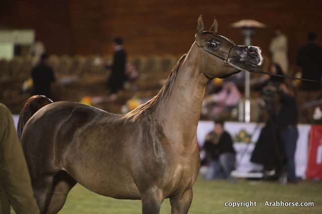 Al Khalediah Arabian Horse Festival Day 2