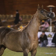 Al Khalediah Arabian Horse Festival Day 2