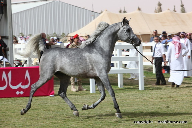 Al Khalediah Arabian Horse Festival Day 2