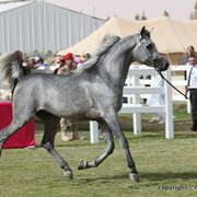 Al Khalediah Arabian Horse Festival Day 2