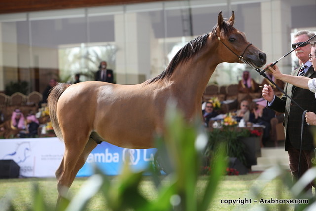 Al Khalediah Arabian Horse Festival Day 2