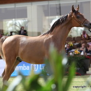 Al Khalediah Arabian Horse Festival Day 2