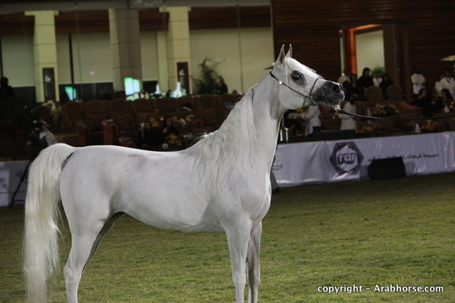 Al Khalediah Arabian Horse Festival Day 2