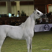 Al Khalediah Arabian Horse Festival Day 2
