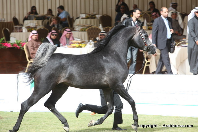 Al Khalediah Arabian Horse Festival Day 2