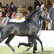 Al Khalediah Arabian Horse Festival Day 2
