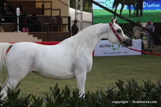 Al Khalediah Arabian Horse Festival Day 2