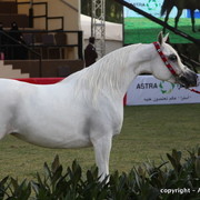 Al Khalediah Arabian Horse Festival Day 2
