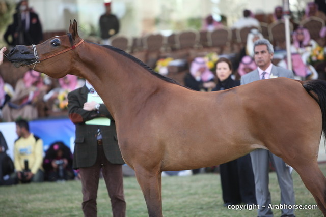 Al Khalediah Arabian Horse Festival Day 2