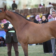 Al Khalediah Arabian Horse Festival Day 2