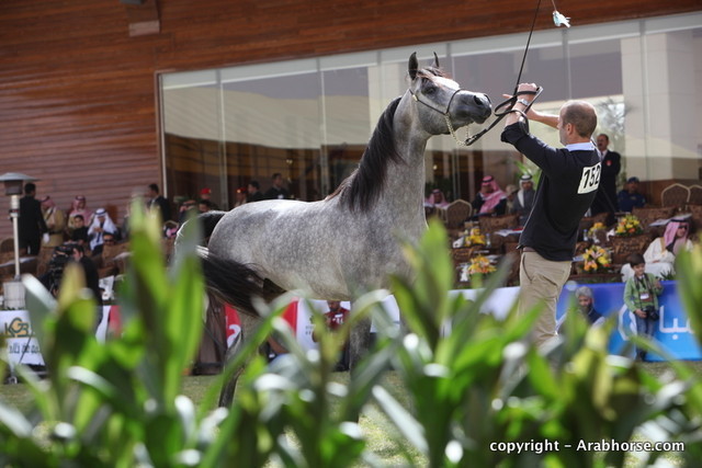 Al Khalediah Arabian Horse Festival Day 2