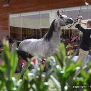 Al Khalediah Arabian Horse Festival Day 2