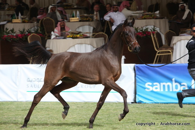 Al Khalediah Arabian Horse Festival Day 2