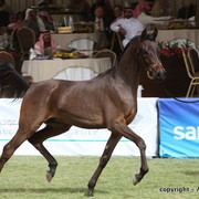 Al Khalediah Arabian Horse Festival Day 2
