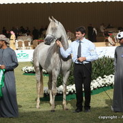 Al Khalediah Arabian Horse Festival Day 2