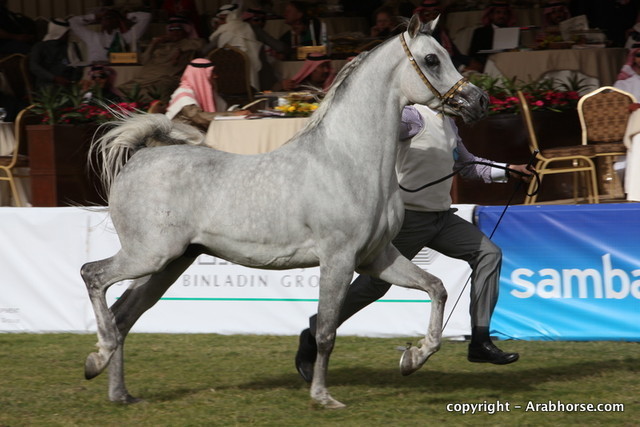 Al Khalediah Arabian Horse Festival Day 2