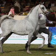 Al Khalediah Arabian Horse Festival Day 2