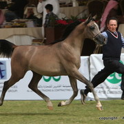 Al Khalediah Arabian Horse Festival Day 2