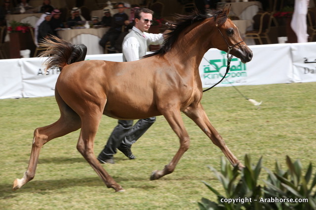 Al Khalediah Arabian Horse Festival Day 2