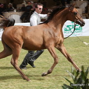 Al Khalediah Arabian Horse Festival Day 2