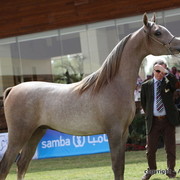 Al Khalediah Arabian Horse Festival Day 2