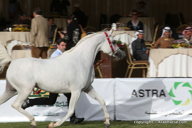 Al Khalediah Arabian Horse Festival Day 2