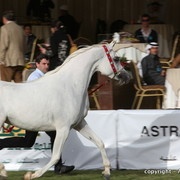 Al Khalediah Arabian Horse Festival Day 2