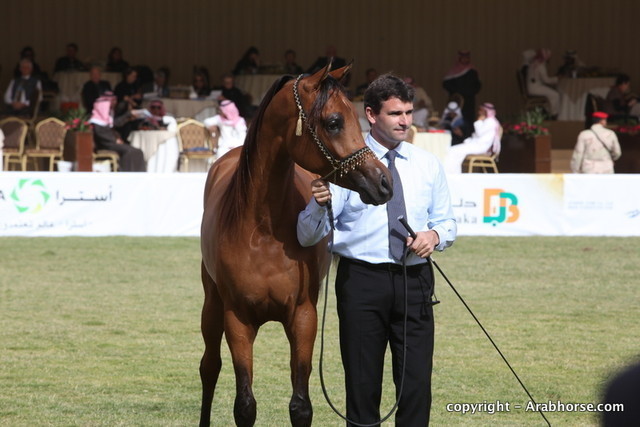Al Khalediah Arabian Horse Festival Day 2