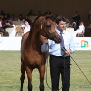 Al Khalediah Arabian Horse Festival Day 2