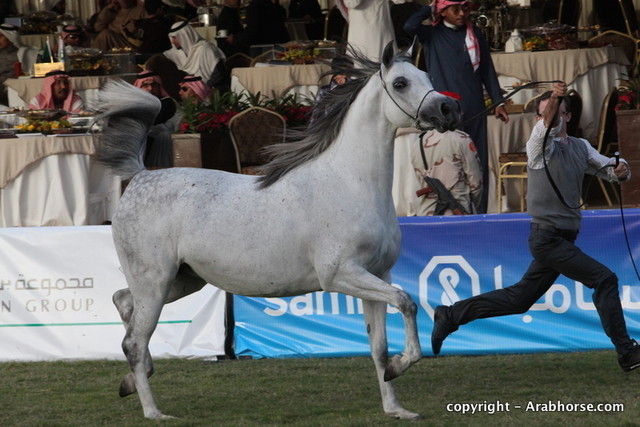 Al Khalediah Arabian Horse Festival Day 2