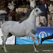 Al Khalediah Arabian Horse Festival Day 2