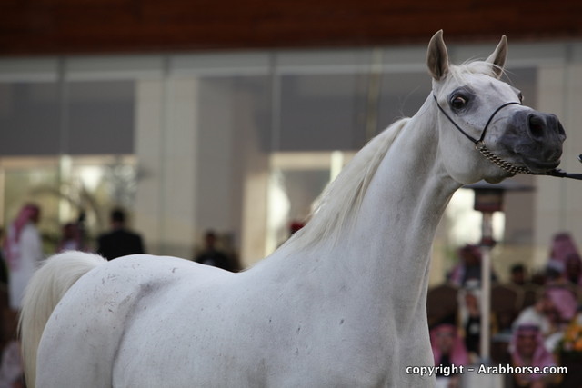 Al Khalediah Arabian Horse Festival Day 2