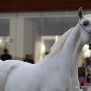 Al Khalediah Arabian Horse Festival Day 2