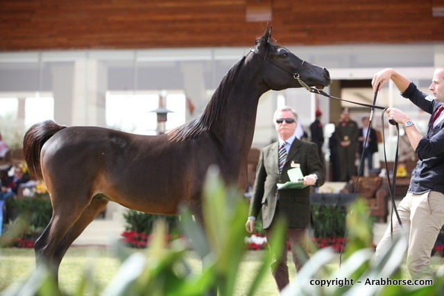 Al Khalediah Arabian Horse Festival Day 2