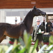 Al Khalediah Arabian Horse Festival Day 2