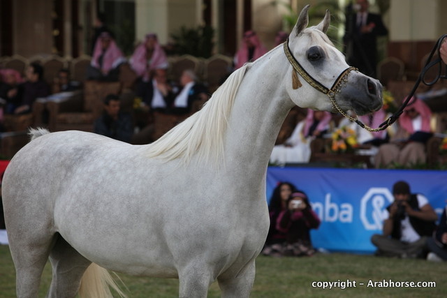 Al Khalediah Arabian Horse Festival Day 2