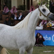 Al Khalediah Arabian Horse Festival Day 2