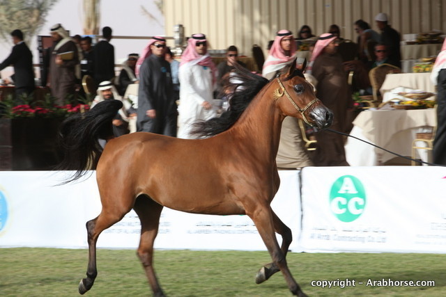 Al Khalediah Arabian Horse Festival Day 2