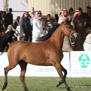 Al Khalediah Arabian Horse Festival Day 2