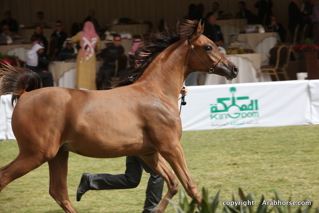 Al Khalediah Arabian Horse Festival Day 2