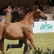 Al Khalediah Arabian Horse Festival Day 2