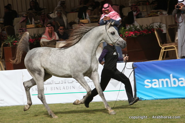 Al Khalediah Arabian Horse Festival Day 2