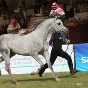 Al Khalediah Arabian Horse Festival Day 2