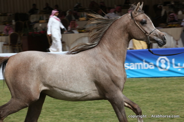 Al Khalediah Arabian Horse Festival Day 2