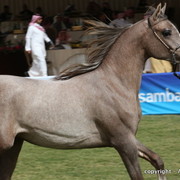 Al Khalediah Arabian Horse Festival Day 2