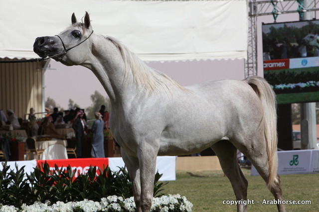 Al Khalediah Arabian Horse Festival Day 2