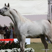 Al Khalediah Arabian Horse Festival Day 2