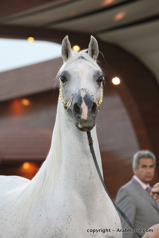 Al Khalediah Arabian Horse Festival Day 2