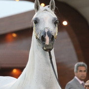 Al Khalediah Arabian Horse Festival Day 2