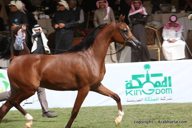 Al Khalediah Arabian Horse Festival Day 2